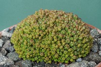 Euphorbia multiprolifera